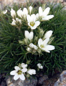 Arenaria hookeri